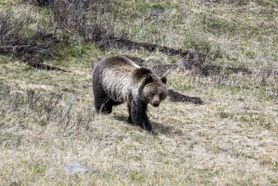 Grizzly Bear May 2025